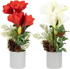 Tekokasvi Amaryllis ruukussa, erilaisia - 1