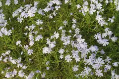 Sammalleimu Phlox subulata - 2