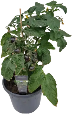 Ruukkutomaatti 'Purpleboy' 19 cm ruukussa, tummanlila kirsikkatomaatti - 1