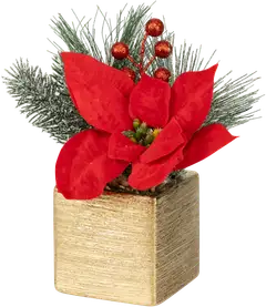 Tekokasvi Jouluasetelma ruukussa, erilaisia - 3