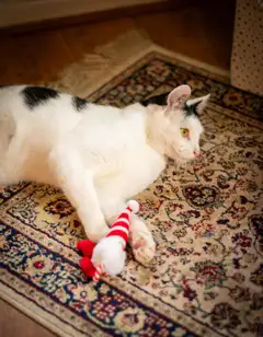 Rosewood Gus-tonttulelu kissoille - 2