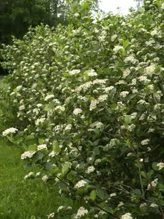Marja-aronia 'Viking' Jumbo 7,5 l astiassa - 2