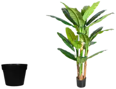 Lykke tekokasvi banana tree 170cm - 2