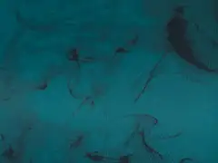 Danskin naisten liivitoppi DPS2602 - Shaded Spruce - 5