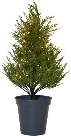 Star Trading koristepuu Thuja 600-25 - 1