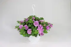 Amppeli kerrotuista lajikkeista, amppelin  halkaisija 23 cm - 4