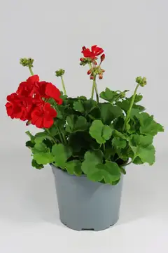 Patio Pelargoni Mix 19 cm - 2