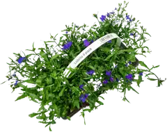 Lobelia 6-pack - 2