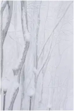 House suihkuverho Snowy trees 180x200 cm - 3