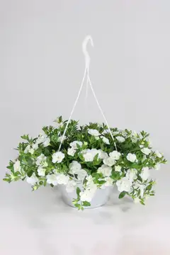 Kerrottukukkainen amppeli mix 23 cm - 1