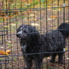 Trekker pentuaitaus 6-paneelia S 61x61 cm musta - 3