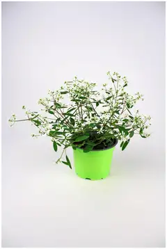 Amppelimix 12cm - 3