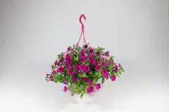 Amppeli 23 cm Pink Mix - 3
