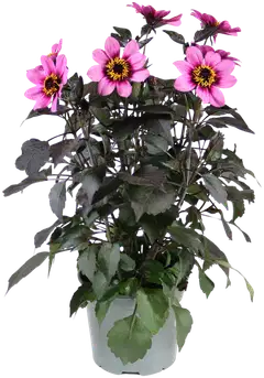 Patio Daalia Happy Days Mix 19 cm - 1