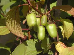 Kiinanlaikkuköynnös 'Novosibirsk' Actinidia kolomikta 'Novosibirsk' - 1