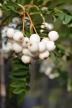 Valkomarjapihlaja 'Nova' 150-250 cm astiataimi Sorbus 'Nova' - 1