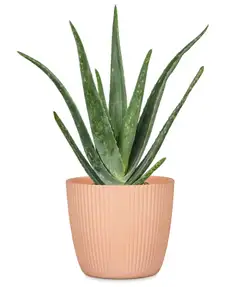 Scheurich Ruukku 842/19 persikka - 2