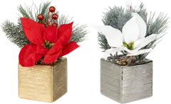 Tekokasvi Jouluasetelma ruukussa, erilaisia - 1