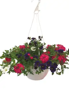 Seka-amppeli 25cm - 2