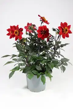 Patio Daalia Happy Days Mix 19 cm - 3