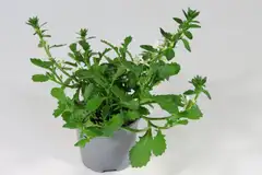 Siniviuhka 12 cm ruukussa - 1