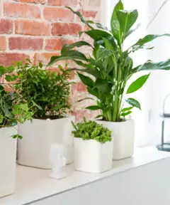 Orthex altakasteluruukku Eden Recycled 20x20 cm - 2