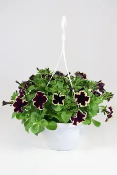 Erikoispetunia-amppeli 23 cm - 2