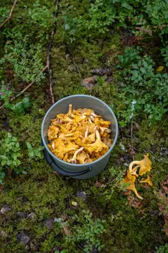 Orthex sanko 10 L - 11