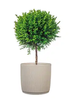 Scheurich ulkoruukku Linetto 259/40 hiekka - 3