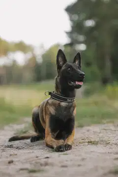 Back on Track Charlie koiran kaulapanta musta 35cm - 4