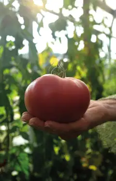 Nelson Garden tomaatti, Gigantomo F1 - 2