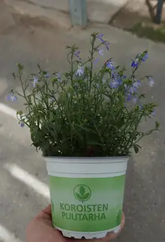 Lobelia 12 cm - 2