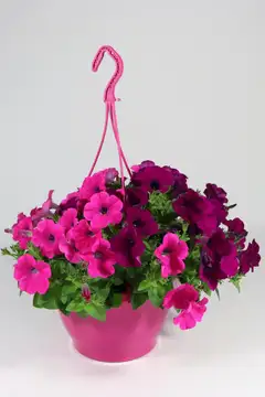Pink mix amppeli 23 cm - 6