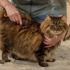 Fiskars lemmikin pohjavillahara - 4