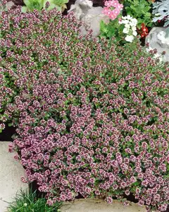 Siemen Kangasajuruoho - 2