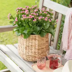 Patiotulilatva - 5