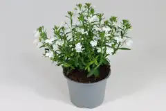 Lobelia 12 cm ruukussa - 3