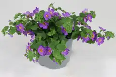 Lumihiutale 12 cm ruukussa - 1