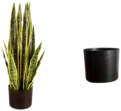 Lykke tekokasvi snake plant 65cm - 2