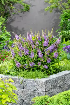 Syyssyrikka Butterfly Candy 'Little Lila' 2 l astiataimi Buddleja davidii Butterfly Candy 'Little Lila' - 2