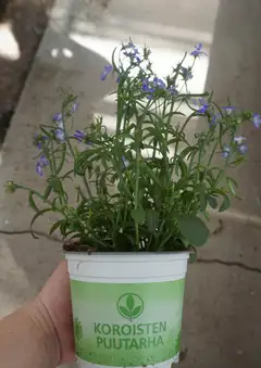 Lobelia 12 cm - 3