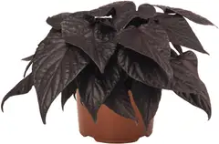 Koristebataatti 14 cm ruukku - 1