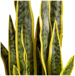 Lykke tekokasvi snake plant 65cm - 4