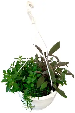 Yrttiamppeli 23cm - 2