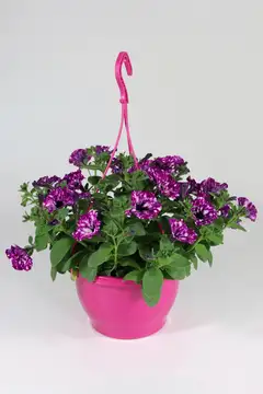Pink mix amppeli 23 cm - 3