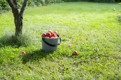 Orthex sanko 10 L - 10