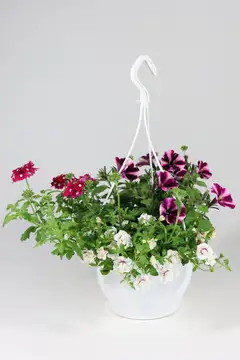 Huiskula petunia-amppeli 23 cm - 3