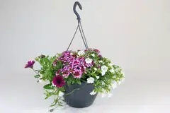 Trixi-kesäkukka 27 cm altakasteluamppelissa. Kolme eri lajia tai lajiketta samassa ruukussa. - 5