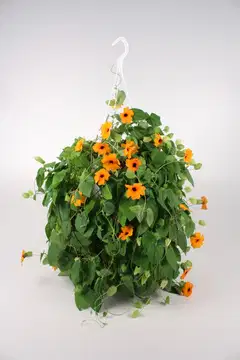 Kesäköynnös-amppeli mix 23 cm - 1
