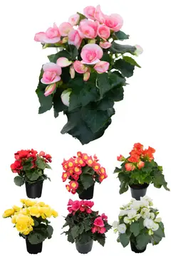 Ruusubegonia 12 cm ruukussa - 1